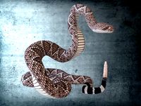 Animated Western Diamondback Rattlesnake PBR