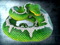 Animated Emerald Tree Boa PBR