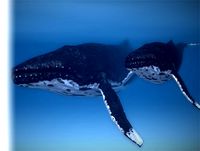 Humpback Whale