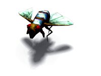 Insects: House Fly
