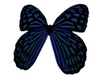 Butterfly with Animations