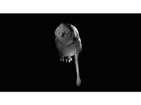 Morai (Ahsoka's Convor Bird from Star Wars: Rebels) by Itisnotadoll