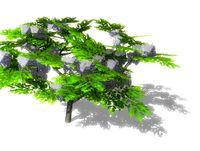Wisteria Tree & Flowering Tree