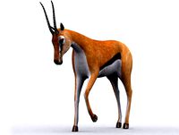 Animals Safari Gazelle