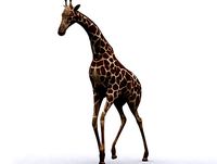 Animals Safari Giraffe