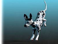 Dog - Dalmatian