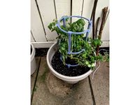 Tomato / Plant Cage by derekrecker
