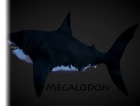 Megalodon Shark