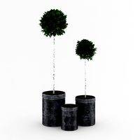 Potted BirchTrees 3D Model