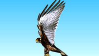 Halcon Peregrino