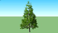 Pine Shore Pinus contorta