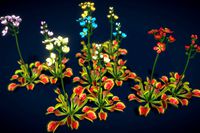 Flower Venus Flytrap