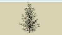 Pine Tree