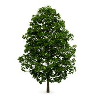 Acer Platanoides 8M 3D Model