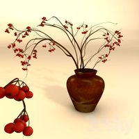 Sorbus aucuparia