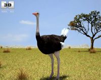 Ostrich Struthio Camelus 3D Model