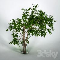 Branches with leaves