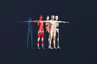 Human Male Skull Veins Skeleton Muscle Body Anatomy Hand Arm Humanoid Organs