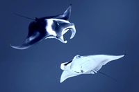 Giant Manta Ray