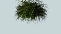 3D plante à plumeaux, gynerium, arbre, tree, jardin, plante(frederic tabary)