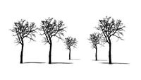 Quercus Robur 1 - Eiche (2D)