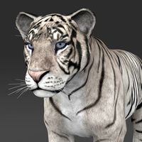 Realistic White Tiger 3D Model