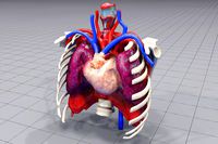 Heart Lungs ANIMATED