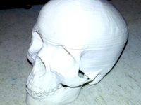 Sliced Human Skull with Mandible and Teeth by MacGyver