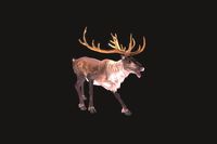 Raindeer