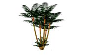 pokok pinang merah
