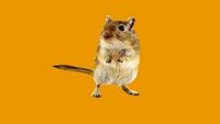 2D Face-Me Gerbil (To Scale)