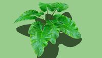 Alocasia maccrorhiza - 3D Plant