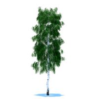 Birch 3D Model