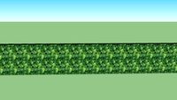 hedge
