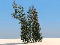 Flowers 3D Model