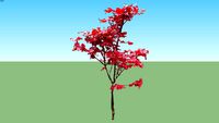 Acer palmatum Okagami