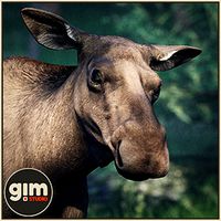 Animalia - Moose F