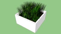 Golden_ST PLANT3