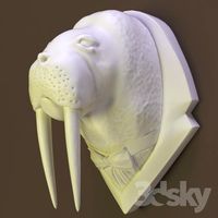 Walrus head