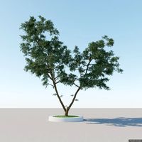 Generic Tree A3 3D Model