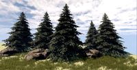 Fir Tree 3D Model