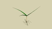 Grass