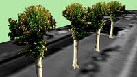 Bregninge Bakery - trees