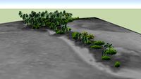 Coconut trees & Mangrove 01 - Palmyra Island