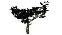 arbre 3D, fig tree 3D, figuier 3D