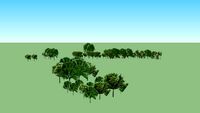 Duke Trees (11e)