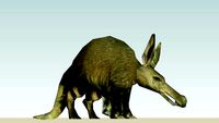 Aardvark (adult) photo textured