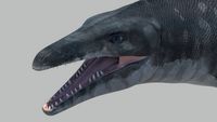Mosasaurus Hoffmanni 3D Model