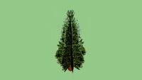 low poly photo textured pine