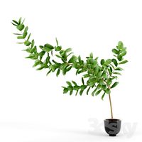 Ficus lyrata